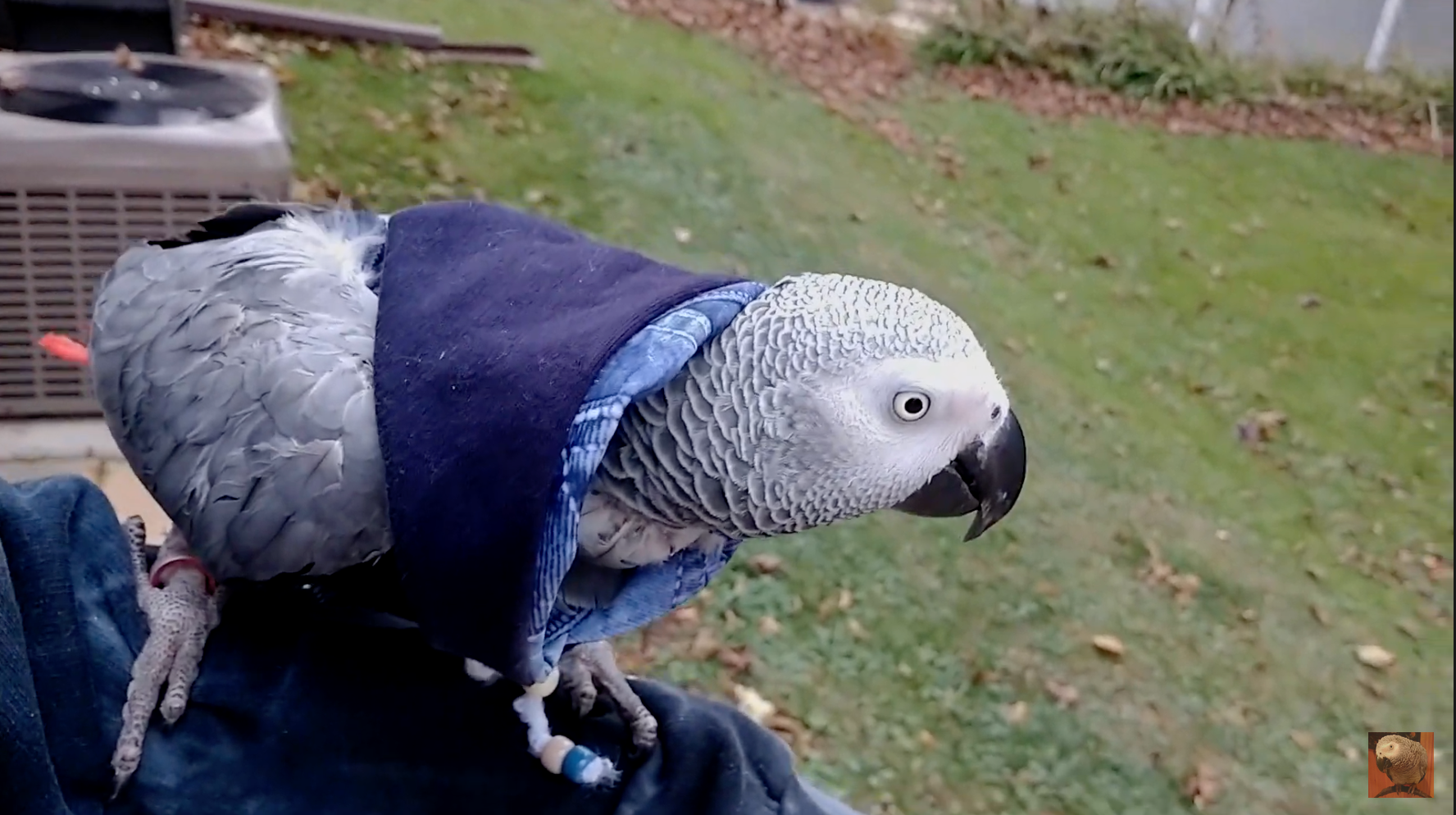Load video: The Story Of Louis The Pretty Bird &amp; Friends